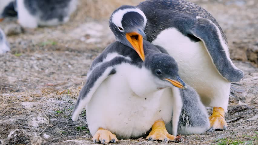 A Gentoo penguin Pygoscelis papua parent aggressively squawks and chases away its older chick to focus on caring for the smaller sibling in a colony on the Falkland Islands UK.