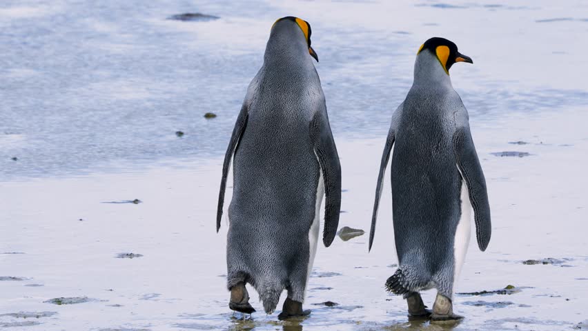 Two king penguins walking and interacting on beach in Falkland Islands, showing natural behavior in coastal wildlife habitat.