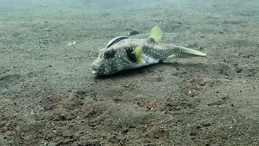 pufferfish with shark sucker (remora) on the back hovering in the sand in Komodo, Indonesia