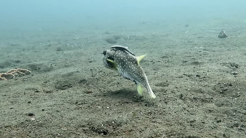 dotted pufferfish with shark sucker (remora) on the back hovering in the sand in Amed, Bali