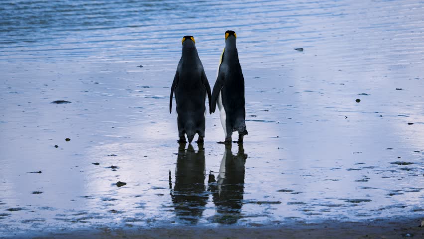 Two King Penguins stand facing the sea on Falkland Islands sandy shore while a Gentoo Penguin walks from right to left behind them in shallow water.
