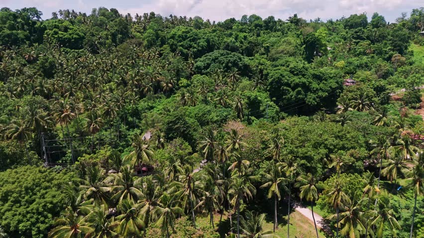 Aerial drone footage of a lush tropical palm forest in the Philippines. Ideal for travel, nature, and documentary projects showcasing the beauty of tropical environments.
