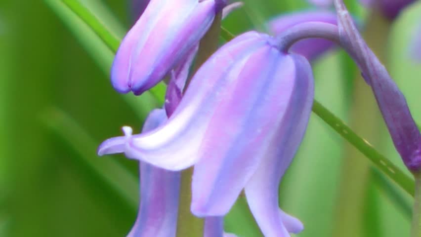Wild Flowers - Bluebells Close Up