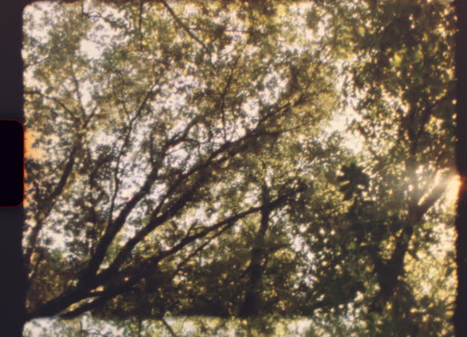 Real film scan of tree foliage in sunlight, vintage camera aesthetic, 8mm film look