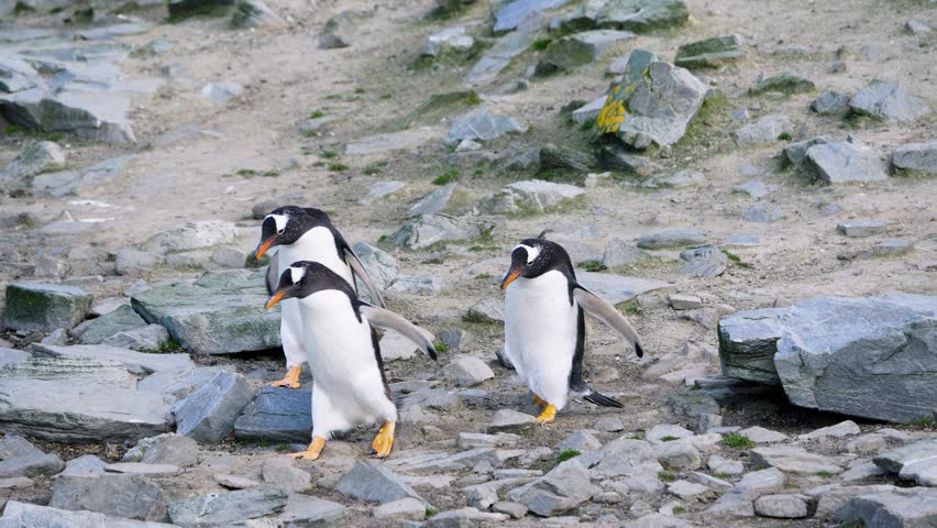 Three Gentoo Penguins walk in a line across rugged terrain in the Falkland Islands. Their synchronized movement and bright beaks contrast with the rocky coastal setting.