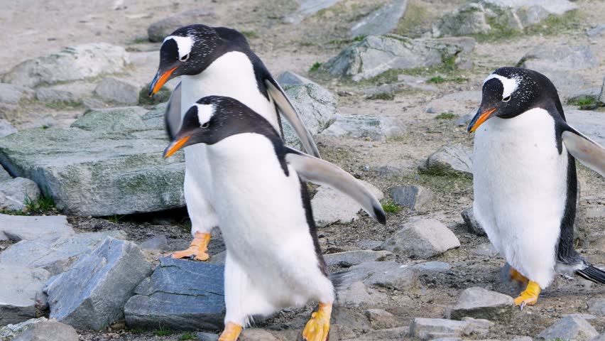 Three Gentoo Penguins walk single file across rocky terrain in Falkland Islands, preparing to head into the sea.