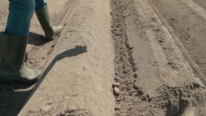 Close-up of hands planting potatoes manually into the soil. Traditional farming method symbolizing hard work, sustainability, and connection to the earth.