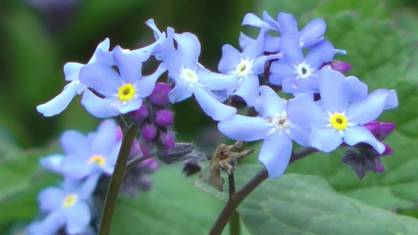 Wild Flowers - Forget Me Not