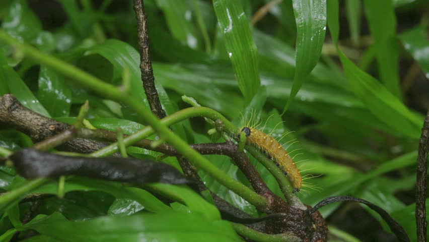Hairy caterpillars are eating leaf and walking on the tree. Past, nature, environment.