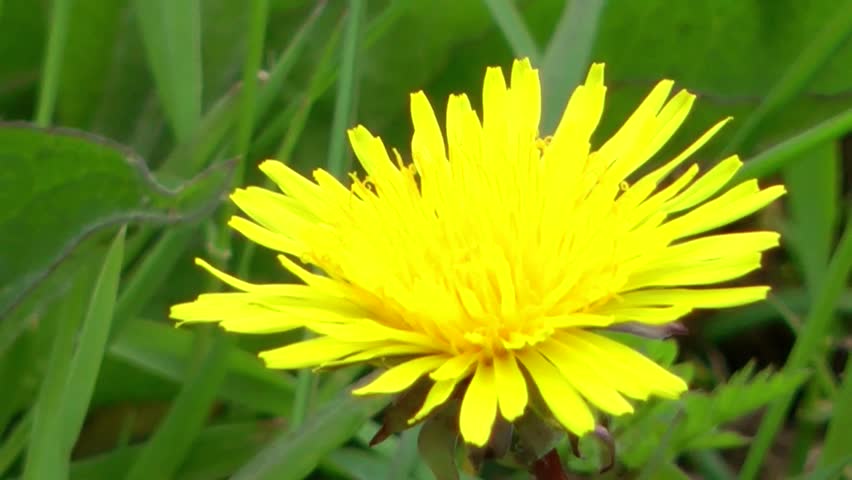 Wild Flowers - Dandelion
