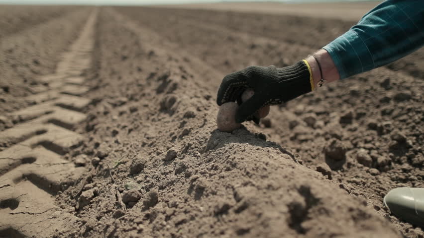 Close-up of hands planting potatoes manually into the soil. Traditional farming method symbolizing hard work, sustainability, and connection to the earth.