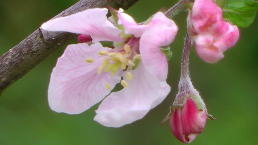 Wild Flowers - Cherry Blossom