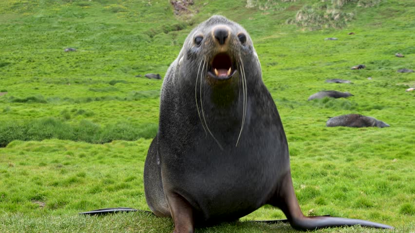 A large Antarctic Fur Seal barks directly at the camera then rests on the lush green grass near the abandoned Grytviken whaling station South Georgia.