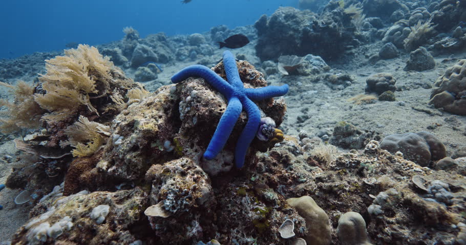 Blue sea star fish or Linckia laevigata underwater on coral reef
