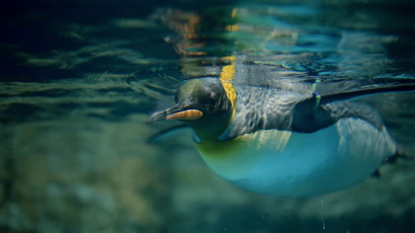 A close-up shows a king penguin’s upper body gliding slowly underwater, head submerged. Light refracts across its body, creating a graceful and serene slow-motion scene.