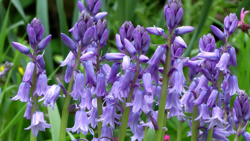 Wild Flowers - Bluebells
