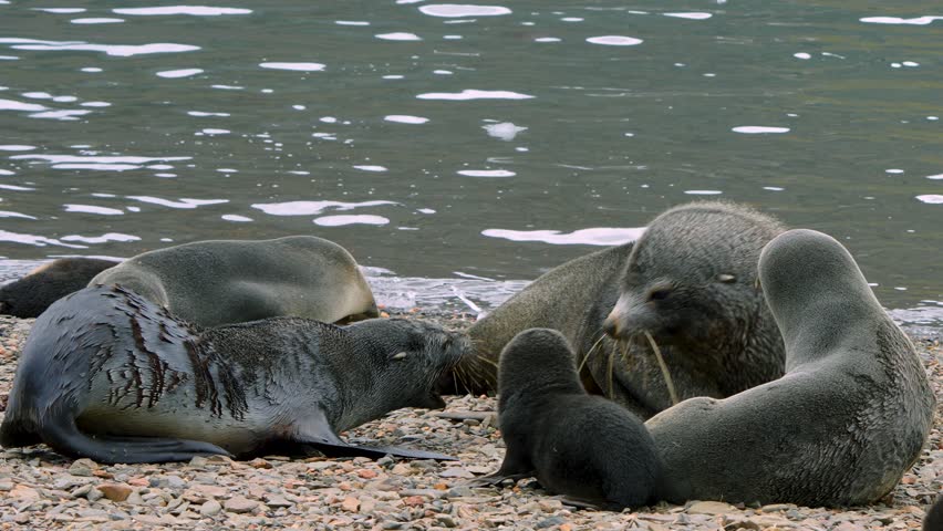Seals and pups rest on South Georgia Islands coast with ice chunks in the water, as two roar at each other in a wild scene.