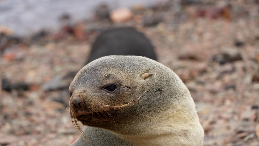 A feisty Antarctic Fur Seal barks directly at the camera in close up on the pebbled shore of Grytviken South Georgia Island while vocalizing.