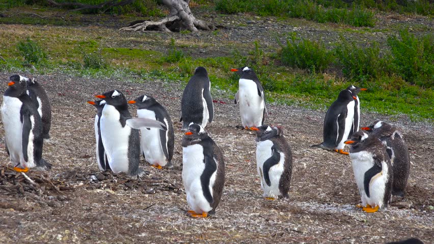 Papuan penguins. The Beagle Strait. Tierra del Fuego. Argentina. 