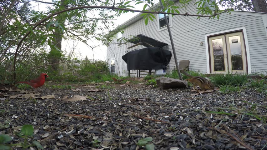 chipmunk, northern cardinal bird, and morning dove bird foraging on the ground for food