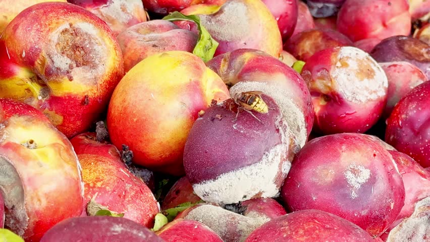 A Close-up of decayed nectarines with mold and insects showing food spoilage and organic decomposition