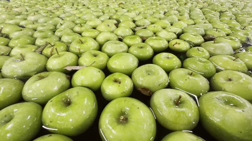 A closeup of Green Granny Smith apples floating in a water basin before further processing and quality control at fruit sorting facility.