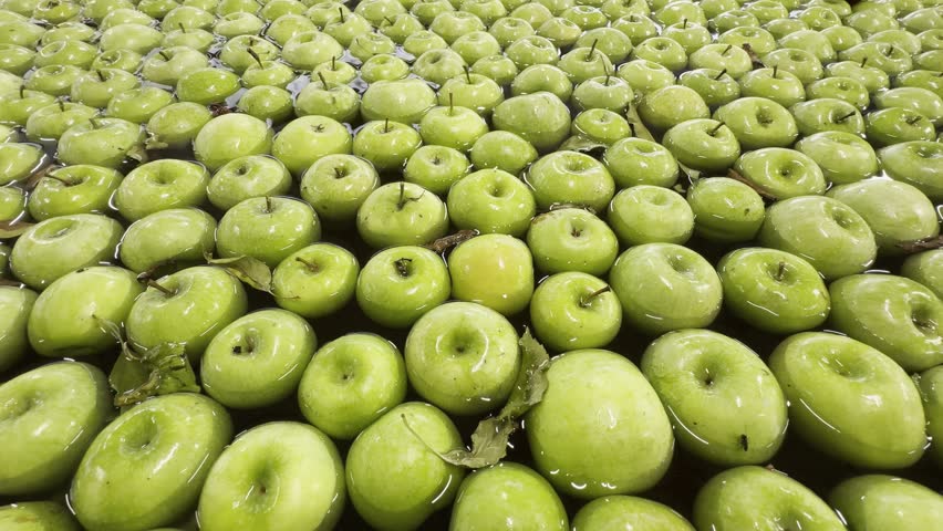 A closeup of fresh green Granny Smith apples floating in water tank at fruit sorting and packaging facility