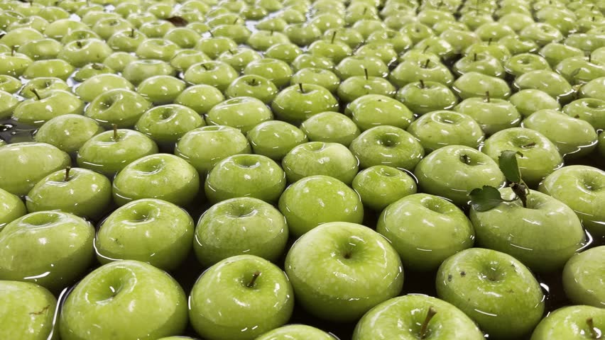 A closeup of fresh green Granny Smith apples floating in water tank at fruit sorting and packaging facility