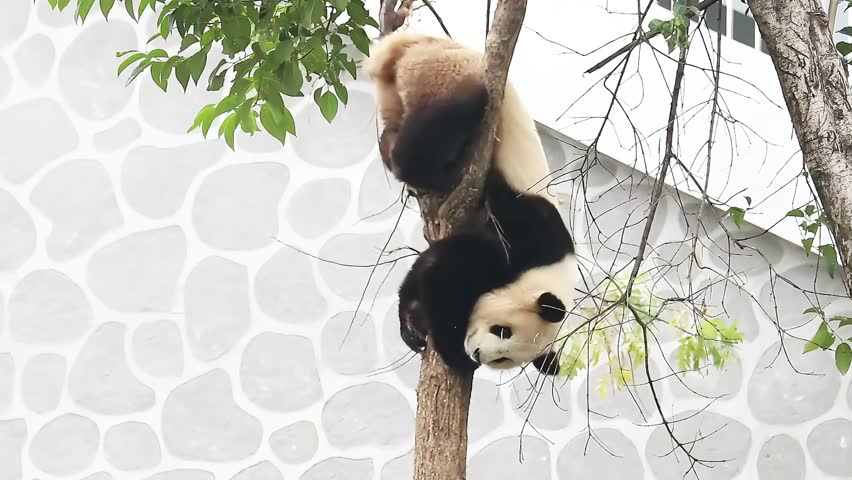 Playful panda having fun on the tree, Chengdu Panda Base