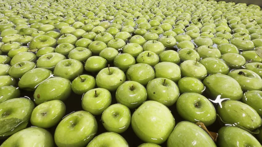 A closeup footage of fresh green Granny Smith apples floating in water tank at fruit sorting and packaging facility