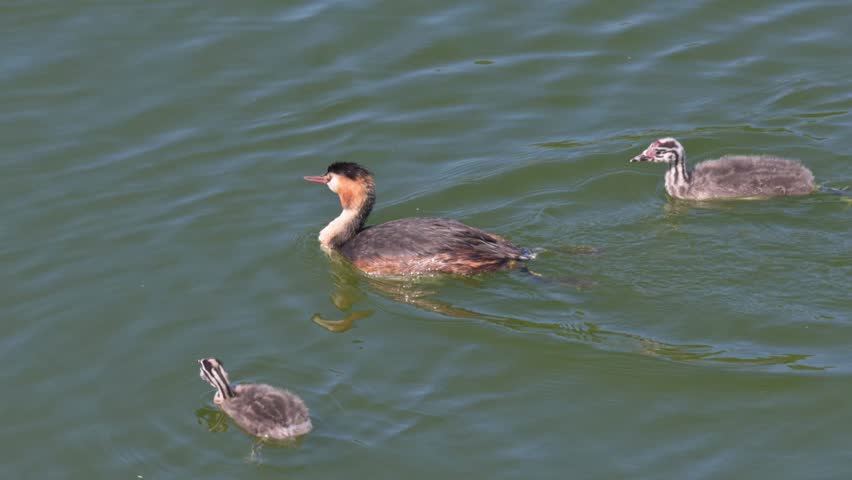 Great Crested Grebe (Podiceps cristatus) family of two adults and three young swimming on a lake, seen from above. September, Kent, UK (Half speed)