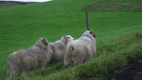 Three horned sheep stand by a barbed wire fence and post on a steep green pasture in rural Iceland, with soft overcast light and shallow depth of field. - Powered by Shutterstock - Get 15% off with code: PIKWIZARD15