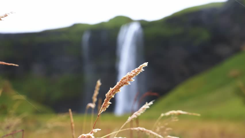 Close up grass seedheads in crisp focus, twin waterfall falls down a moss covered basalt cliff in Iceland, soft overcast light, muted colors, shallow depth of field.
