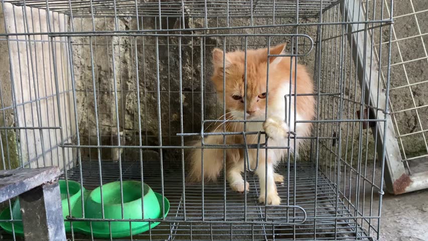 4k video footage of Sharp gaze of a ginger cat's eyes confined within an iron cage, peering out into the world from behind the iron bars. Concept for World Animal Day and Pet Day.