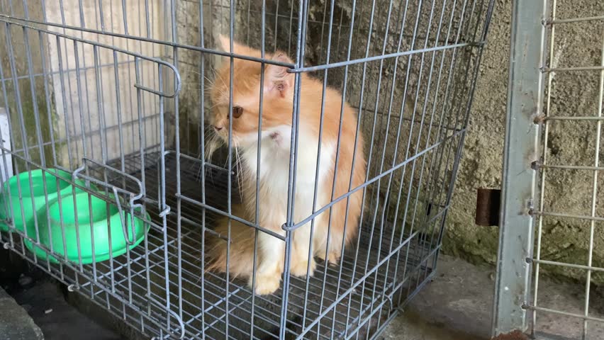 4k video footage of Sharp gaze of a ginger cat's eyes confined within an iron cage, peering out into the world from behind the iron bars. Concept for World Animal Day and Pet Day.