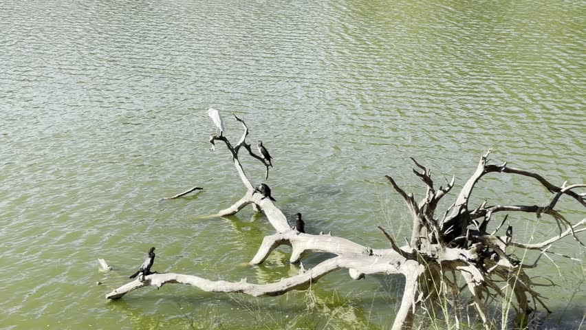 Birds perched on the branches of a dried tree in the middle of a lake – peaceful wildlife scene in nature.