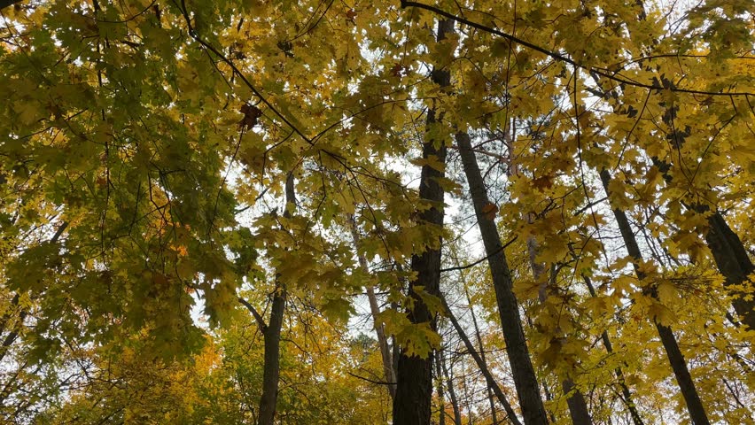 Autumn foliage with vivid yellow leaves on trees in a forest, seen from below, creating background video