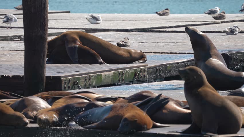 Sea lions pack wooden docks at Pier 39, San Francisco. Most rest while some preen or splash. Close framing shows glossy hides, chains, planks in warm midday light.