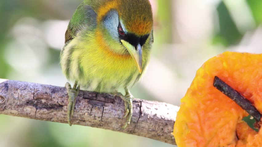 A female Red-headed Barbet (Eubucco bourcierii) rests gracefully on a sunlit branch in a tropical garden in Panama.