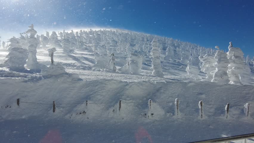 Snow flakes fly in the winds thru the forest of frost trees (Juhyo, snow monsters) on the snowy mountainside on a sunny winter day in Zao, a famous Onsen (hot spring) and ski resort in Yamagata, Japan