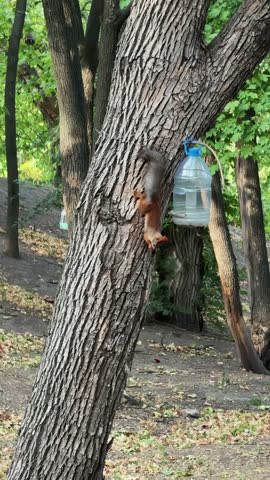Red Squirrel Clinging Upside Down On Tree Trunk Near Homemade Bottle Feeder Vertical Video
