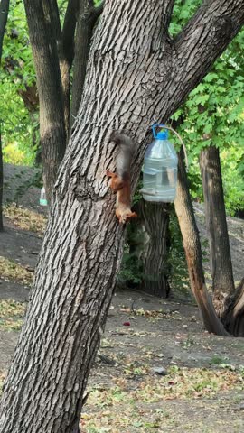 Red Squirrel Clinging Upside Down Back View On Tree Trunk Near Homemade Feeder Vertical Video