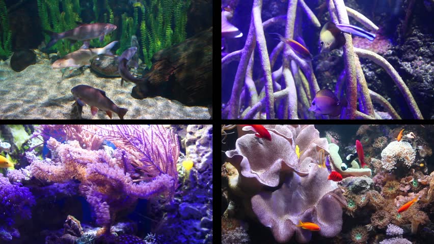 aquarium composition