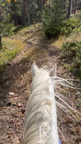 From the rider’s view, the horse’s ears frame a sweeping panorama of the Black Hills above Lead, South Dakota, as the trail winds through pine-covered ridges and overlooks historic gold mines.