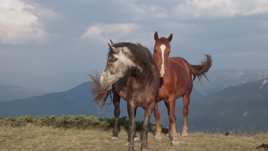 Three horses eat grass on the edge of a mountain plateau under bright daylight. The group appears calm and absorbed in the open highland.