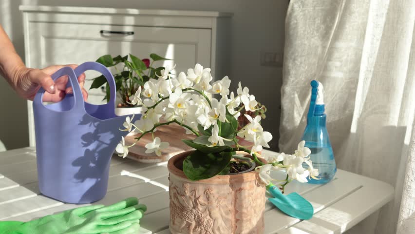 Woman waters potted flower with watering can on sunny day. Gardening tools on table. Nature and plant care. Interior design.