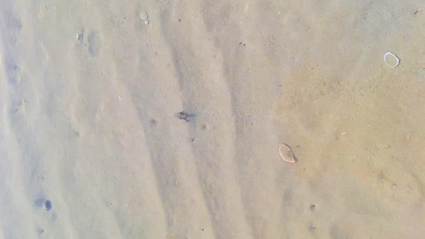 A small hermit crab is walking on the beach near the water. Sea waves gently lapping at the shore. Crab with a spiral shell crawls on a sandy beach at Maldives.