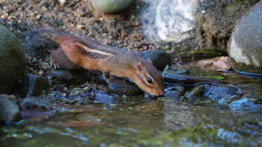 A chipmunk drinking water from a stream