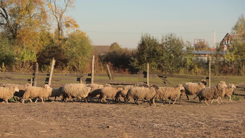 Cute fluffy sheep herd runs into barn after daily grazing at farmland in autumn