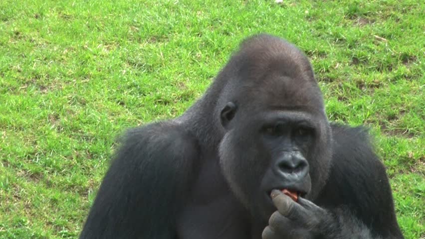 Gorilla male eating